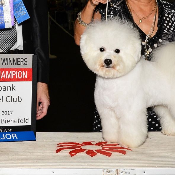 Jason breeds "show" Bichon Frise