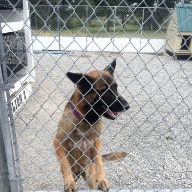 Jennifer's dogs enjoy indoor/outdoor kennels and dog houses