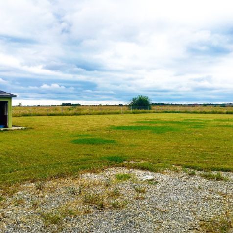 The dogs exercise in this wide open yard with dog houses