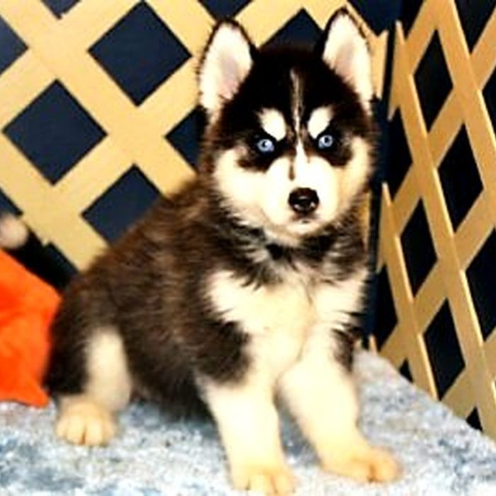 One of John and Linda's baby Huskies