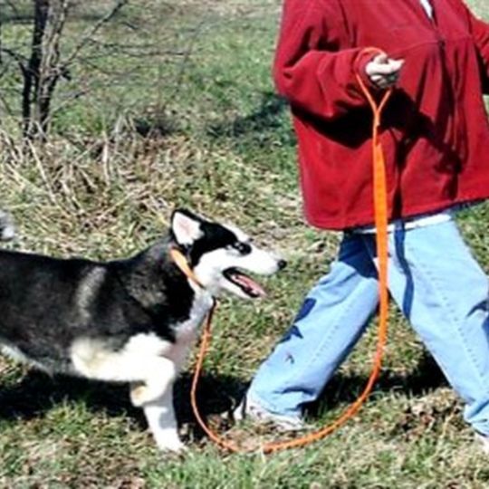 Out for a walk with adult Husky