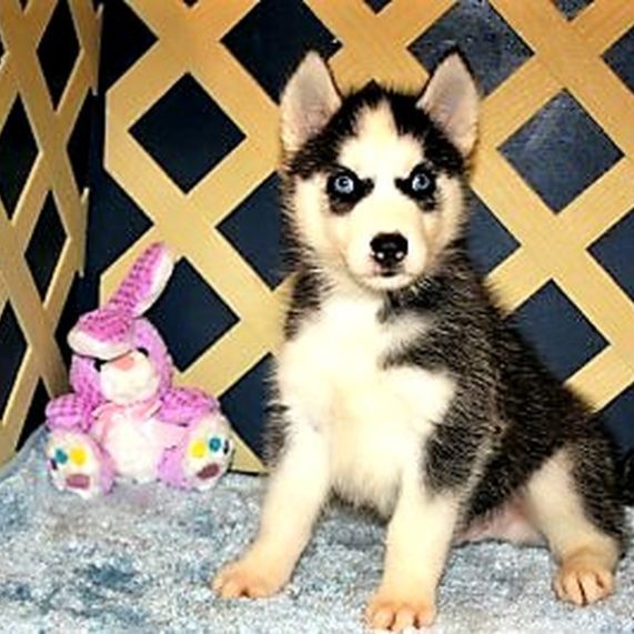 Husky puppy