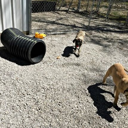 Mastiff puppies playing