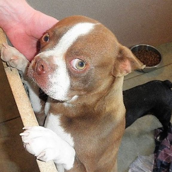 Female French Bulldog in whelping area