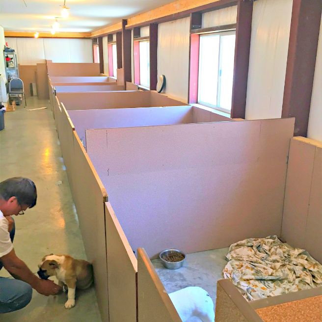 Very spacious whelping room