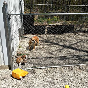 Judy's dogs have a lot of outdoor space in which to run around and play