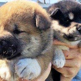 Newfoundland puppies at Judy and Dave's kennel