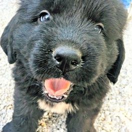 A black Newfie puppy