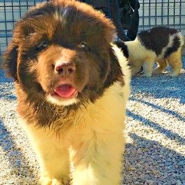 Newfie puppy in outdoor kennel