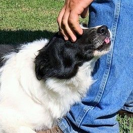 Dave and Judy's dogs have very large outdoor runs