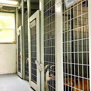 Indoor Kennels