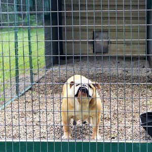 English Bulldog in Outdoor Kennel