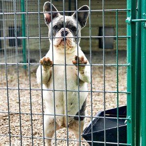 French Bulldog in Indoor/Outdoor Kennel