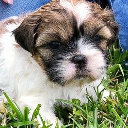 Adorable Shih Tzu puppy