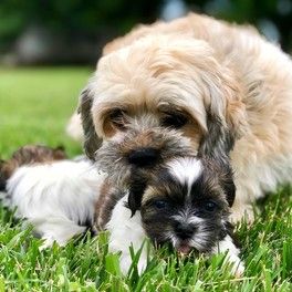 Mama and her puppies