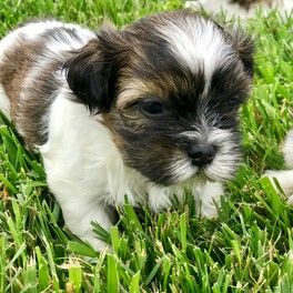 Puppy in field