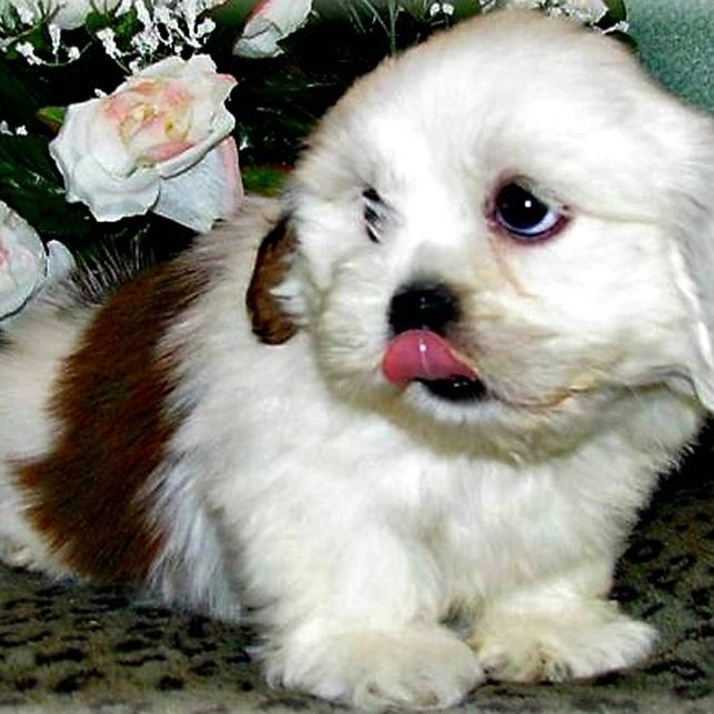 Lhasa Apso puppy