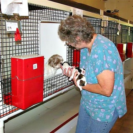 Whelping room at Mary's kennel