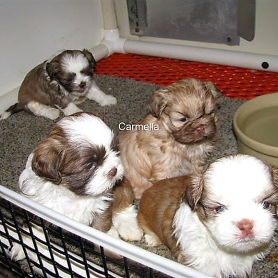 Shih Tzu puppies