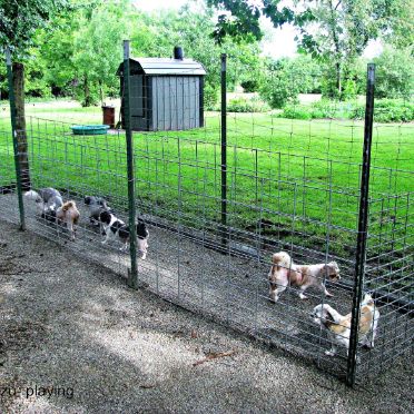 Dogs in outdoor kennel