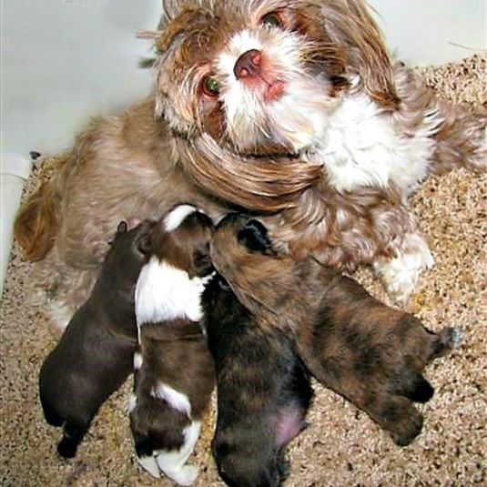 Lhasa Apso puppies with their mother