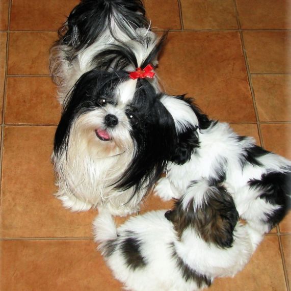 Shih Tzu with puppies