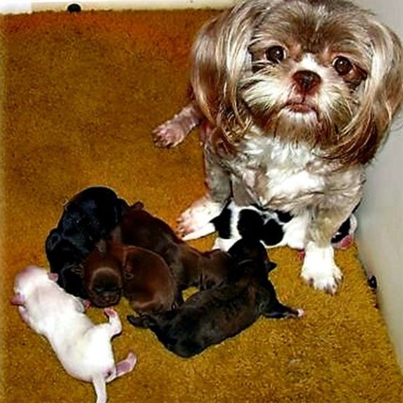 Lhasa Apso puppies with their mother