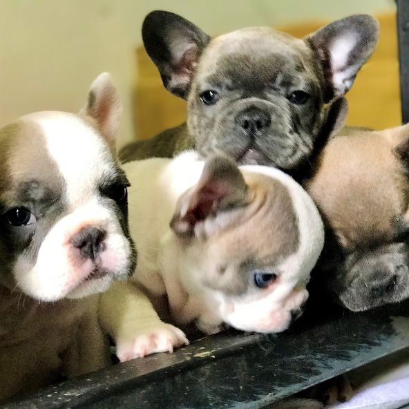 French Bulldog Puppies