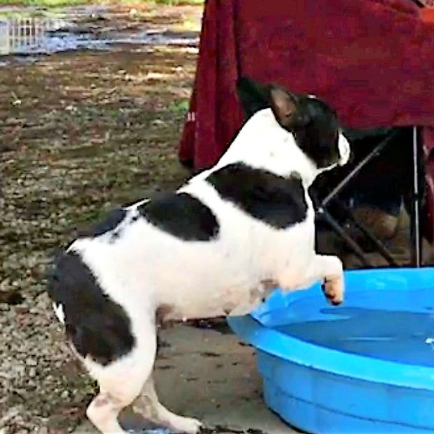 French Bulldog Taking a Dip