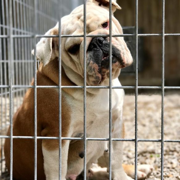 Adult English Bulldog