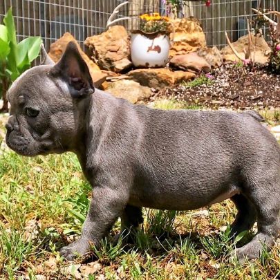 Cute Baby Frenchie