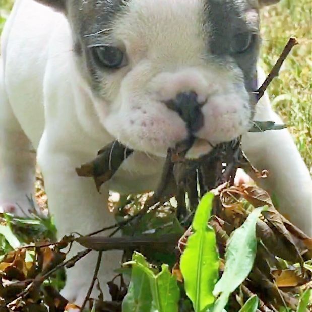 Cute Baby Frenchie