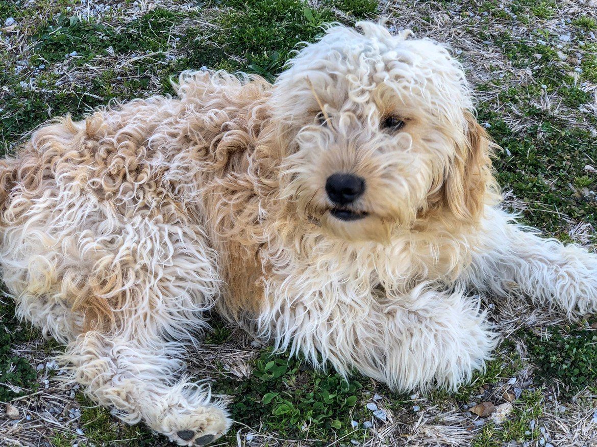 Michelle Babbitt Puppies Animal Kingdom Arizona