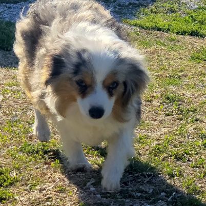 Michelle breeds Australian Shepherds