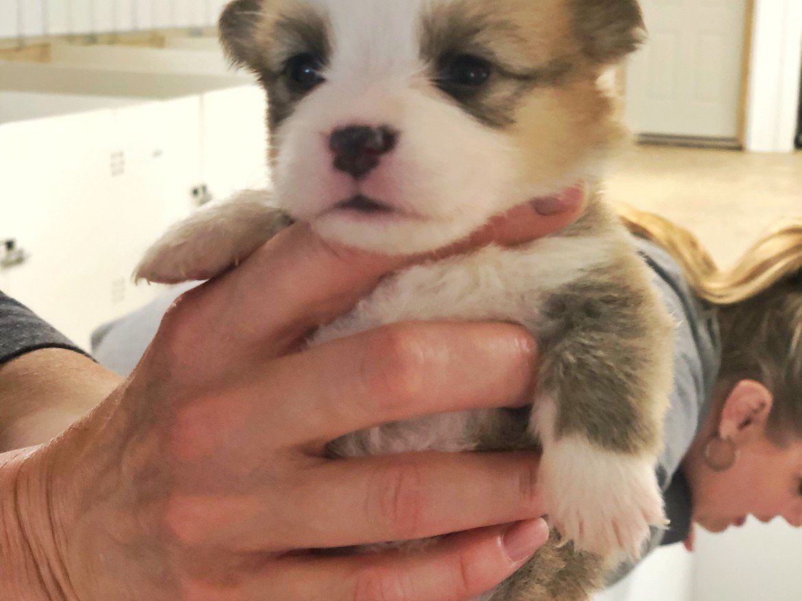 Monica Sheeley Puppies Animal Kingdom Arizona