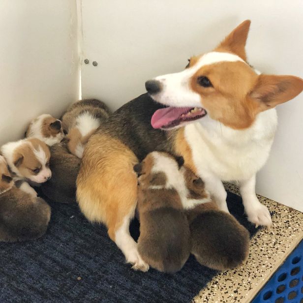 Mother with her puppies