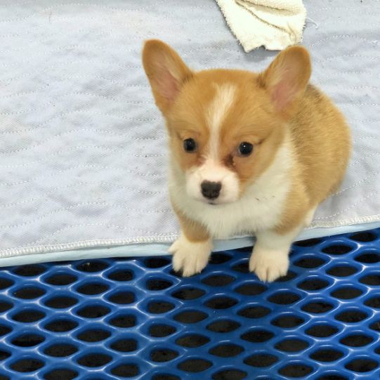 Adorable Corgi puppy