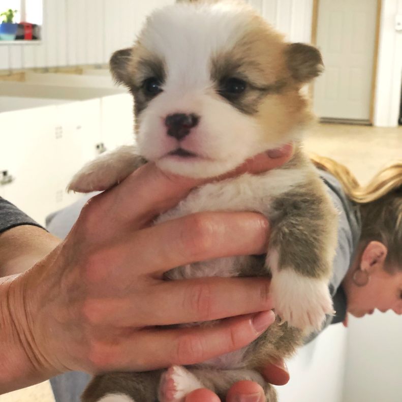 Corgi baby