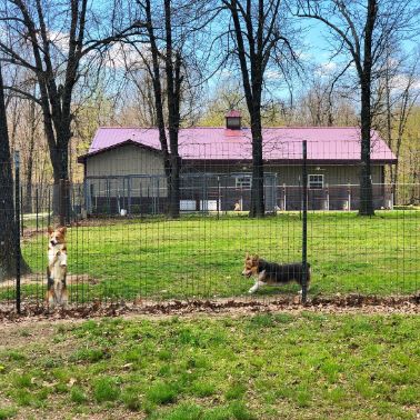 Another view of indoor/outdoor kennels