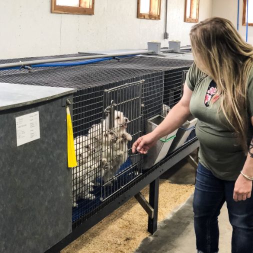 Puppies in their kennel