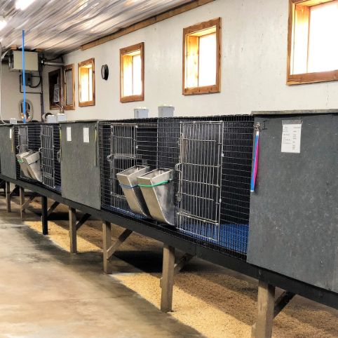 Whelping dogs have indoor kennels for puppies