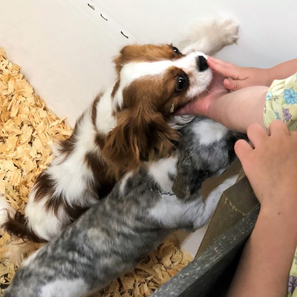 King Charles Cavalier Puppies