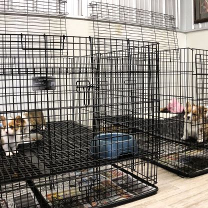 Indoor puppy kennels