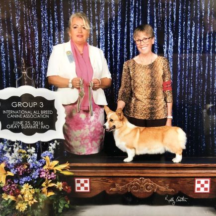 Pam shows her dogs and they are prize winning