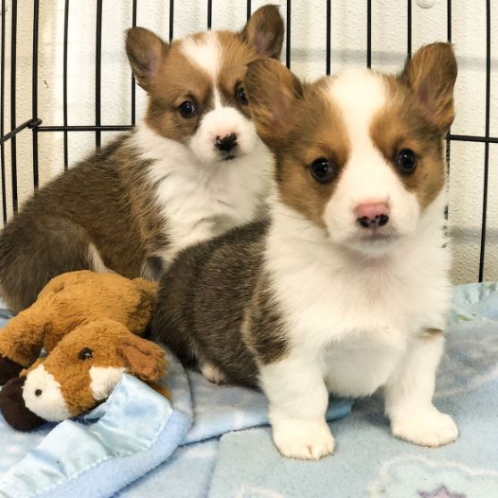 Corgi puppies