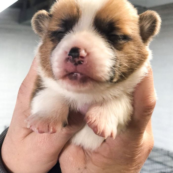 Corgi puppies are so cute!