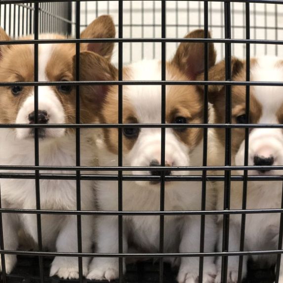 Puppies in their kennel