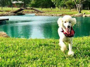 Pam Middleton Puppies Animal Kingdom Arizona