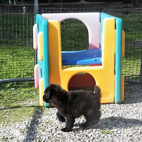 Outdoor play yard for dogs