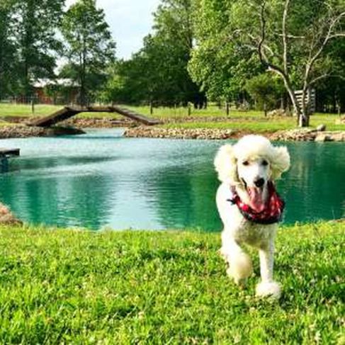 Poodle running near Pam's pond